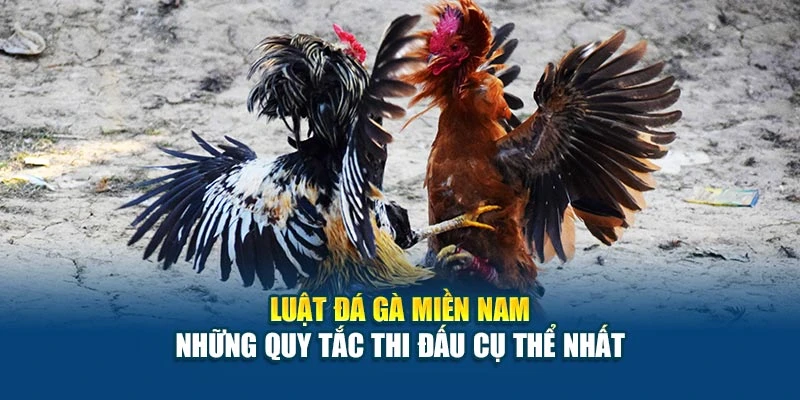 Luật Đá Gà Miền Nam - Những Quy Tắc Thi Đấu Cụ Thể Nhất 4 Luật Đá Gà Miền Nam - Những Quy Tắc Thi Đấu Cụ Thể Nhất